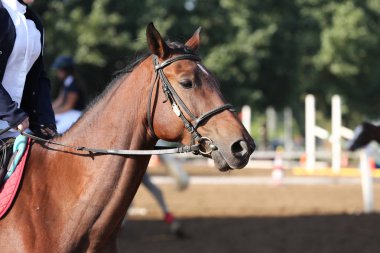 Güzel bir genç at sırasında rekabet açık havada spor Başkanı. Spor at closeup terbiye rekabet. Atlı spor arka plan