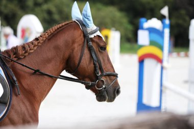 Güzel bir genç at sırasında rekabet açık havada spor Başkanı. Spor at closeup terbiye rekabet. Atlı spor arka plan