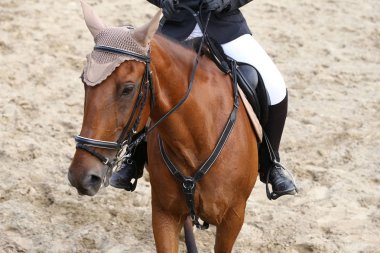 Güzel bir genç at sırasında rekabet açık havada spor Başkanı. Spor at closeup terbiye rekabet. Atlı spor arka plan