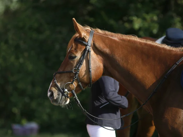 Cabeza Hermoso Caballo Deportivo Joven Durante Competición Aire Libre Primer — Foto de Stock