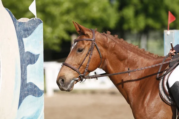 Cabeça Belo Cavalo Esportivo Jovem Durante Competição Livre Esporte Cavalo — Fotografia de Stock