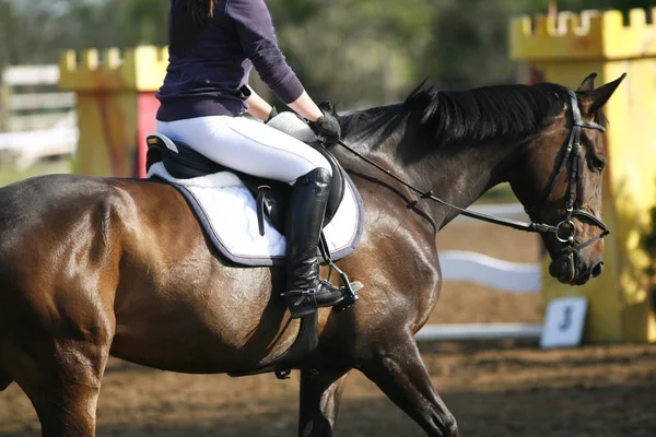 Head Beautiful Young Sporting Horse Competition Outdoors Sport Horse Closeup — Stock Photo, Image