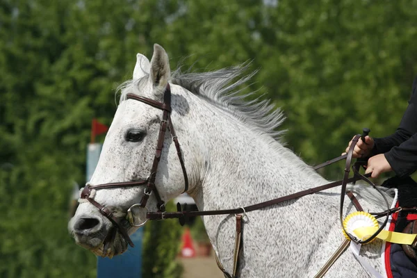 Leder Smuk Ung Sportshest Konkurrencen Udendørs Sport Hest Closeup Dressur - Stock-foto