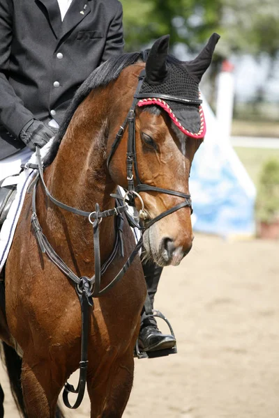 Cabeza Hermoso Caballo Deportivo Joven Durante Competición Aire Libre Primer — Foto de Stock