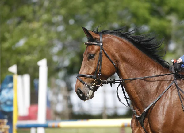 Cabeza Hermoso Caballo Deportivo Joven Durante Competición Aire Libre Primer — Foto de Stock