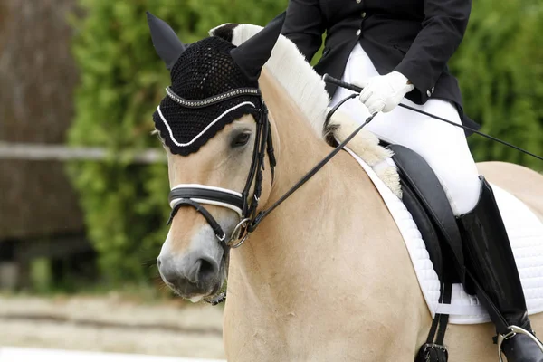 Cabeça Belo Cavalo Esportivo Jovem Durante Competição Livre Esporte Cavalo — Fotografia de Stock