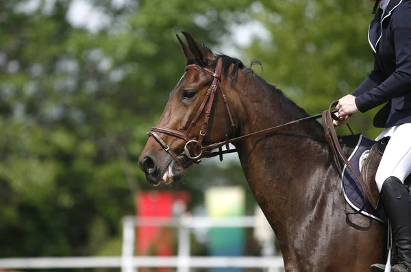 Cabeza Hermoso Caballo Deportivo Joven Durante Competición Aire Libre Primer — Foto de Stock