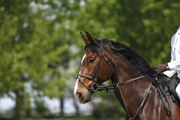 Leder Smuk Ung Sportshest Konkurrencen Udendørs Sport Hest Closeup Dressur - Stock-foto