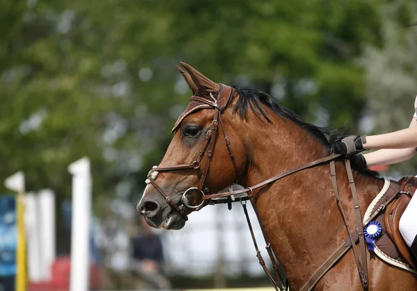 Head Beautiful Young Sporting Horse Competition Outdoors Sport Horse Closeup — Stock Photo, Image