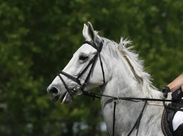 Head Beautiful Young Sporting Horse Competition Outdoors Sport Horse Closeup — Stock Photo, Image