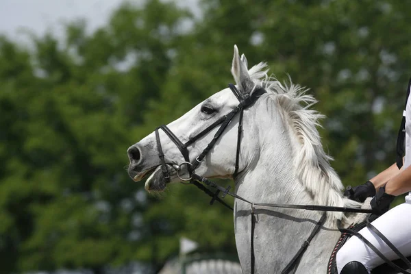 Cabeza Hermoso Caballo Deportivo Joven Durante Competición Aire Libre Primer —  Fotos de Stock