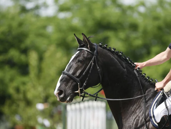 Cabeza Hermoso Caballo Deportivo Joven Durante Competición Aire Libre Primer — Foto de Stock