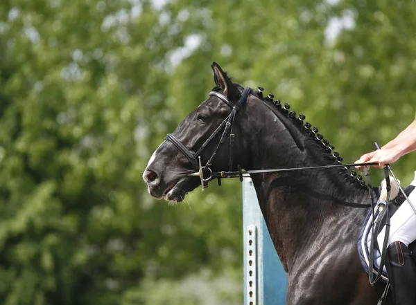 Tête Beau Jeune Cheval Sportif Compétition Plein Air Sport Cheval — Photo