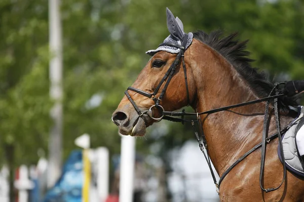 Testa Bellissimo Giovane Cavallo Sportivo Durante Competizione All Aria Aperta — Foto Stock