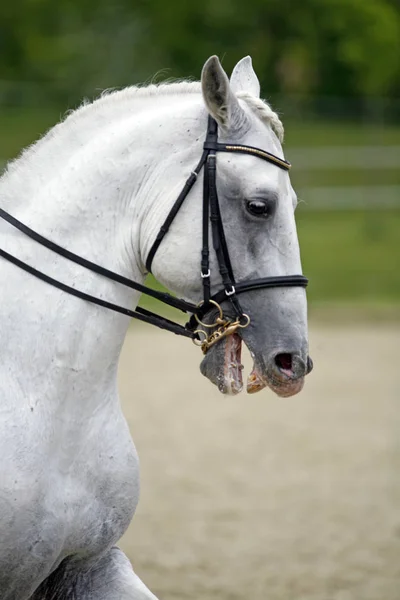 Cabeça Belo Cavalo Esportivo Jovem Durante Competição Livre Esporte Cavalo — Fotografia de Stock