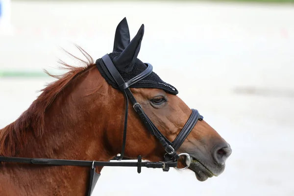 Cabeza Hermoso Caballo Deportivo Joven Durante Competición Aire Libre Primer — Foto de Stock