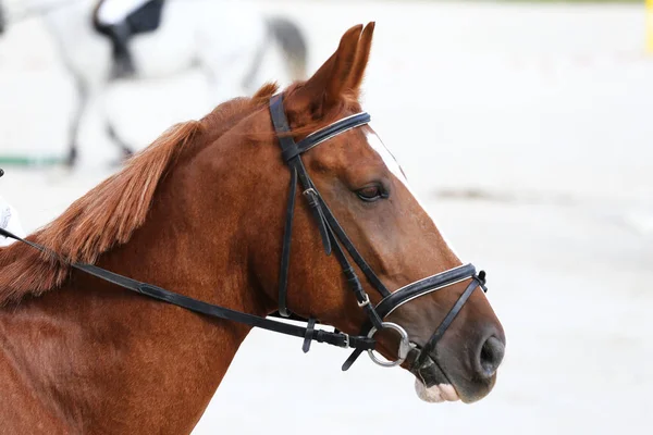 美しい若者が屋外での競争の中に馬をスポーツの頭部 スポーツ馬術競争馬のクローズ アップ 馬術スポーツの背景 — ストック写真