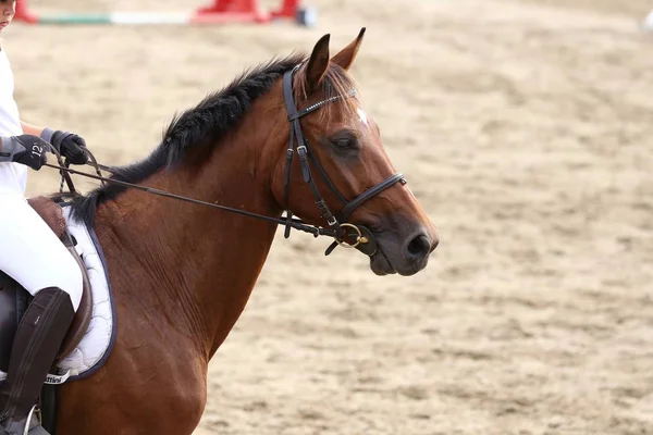 Cabeça Belo Cavalo Esportivo Jovem Durante Competição Livre Esporte Cavalo — Fotografia de Stock