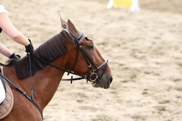 Cabeza Hermoso Caballo Deportivo Joven Durante Competición Aire Libre Primer — Foto de Stock