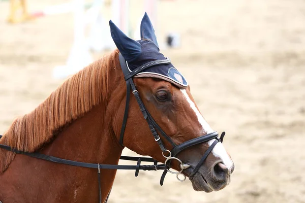 Cabeça Belo Cavalo Esportivo Jovem Durante Competição Livre Esporte Cavalo — Fotografia de Stock
