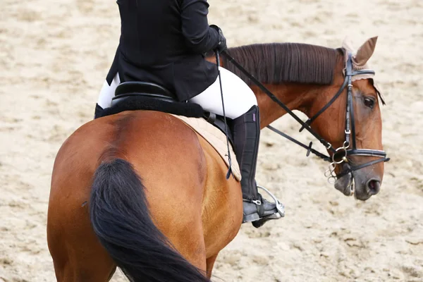 美しい若者が屋外での競争の中に馬をスポーツの頭部 スポーツ馬術競争馬のクローズ アップ 馬術スポーツの背景 — ストック写真