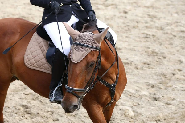 Szef Piękny Młody Sportowe Konia Podczas Konkursu Zewnątrz Zbliżenie Koni — Zdjęcie stockowe