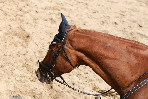 美しい若者が屋外での競争の中に馬をスポーツの頭部 スポーツ馬術競争馬のクローズ アップ 馬術スポーツの背景 — ストック写真