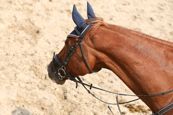 美しい若者が屋外での競争の中に馬をスポーツの頭部 スポーツ馬術競争馬のクローズ アップ 馬術スポーツの背景 — ストック写真