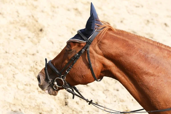 美しい若者が屋外での競争の中に馬をスポーツの頭部 スポーツ馬術競争馬のクローズ アップ 馬術スポーツの背景 — ストック写真