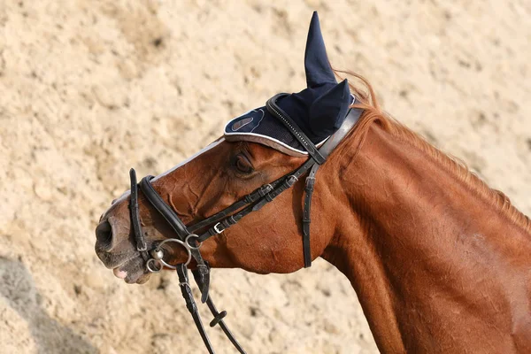 美しい若者が屋外での競争の中に馬をスポーツの頭部 スポーツ馬術競争馬のクローズ アップ 馬術スポーツの背景 — ストック写真