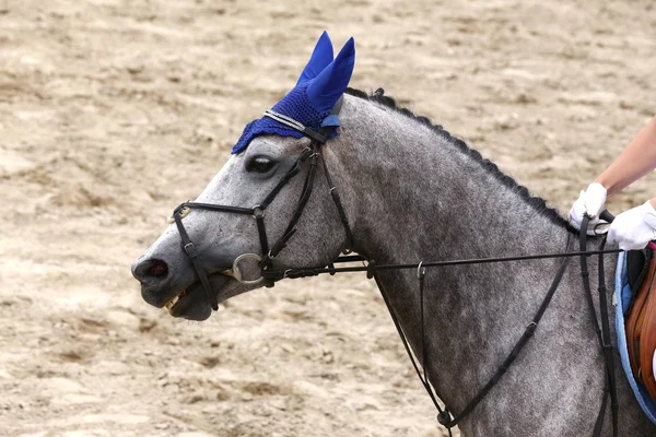 Esporte Cavalo Closeup Competição Dressage Fundo Desportivo Equestre — Fotografia de Stock