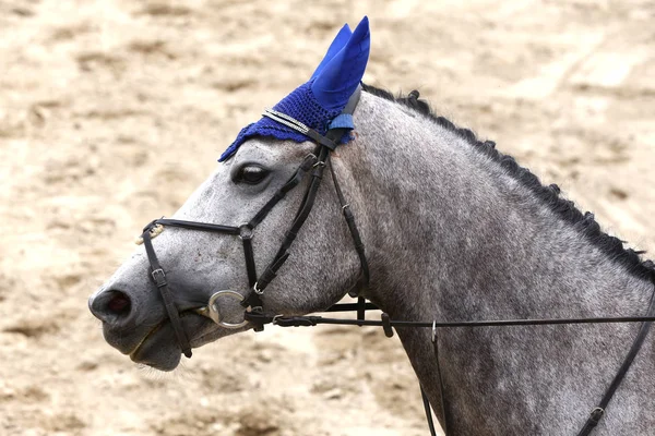 Zbliżenie Koni Sport Konkurencji Ujeżdżenia Tło Jeździectwo — Zdjęcie stockowe