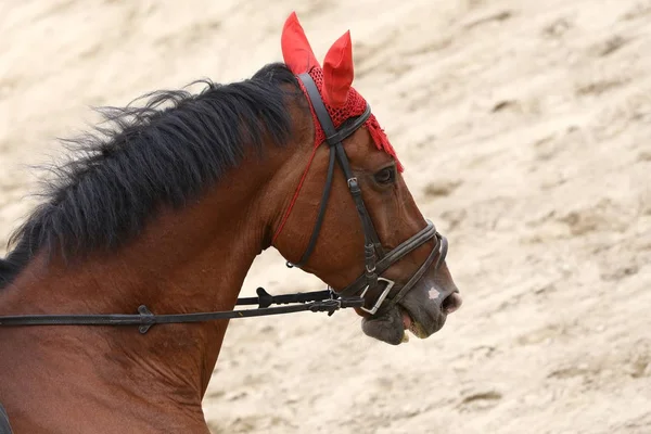 Sport Häst Närbild Dressyr Tävling Hästsporten Bakgrund — Stockfoto