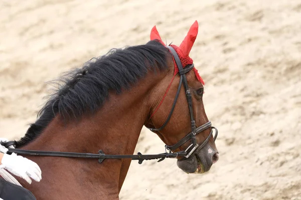 Esporte Cavalo Closeup Competição Dressage Fundo Desportivo Equestre — Fotografia de Stock