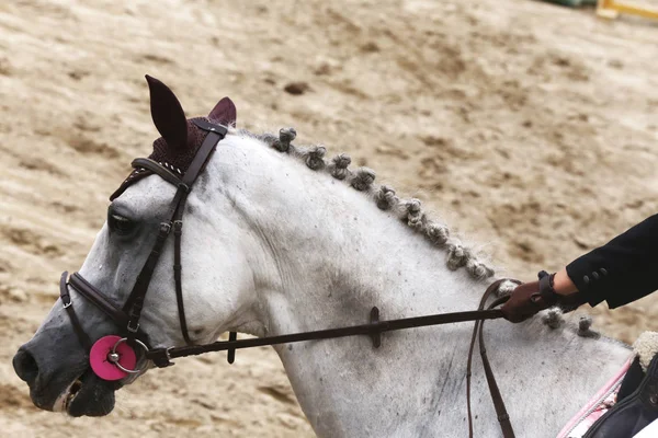 Primer Plano Del Caballo Deportivo Competición Doma Fondo Deporte Ecuestre — Foto de Stock