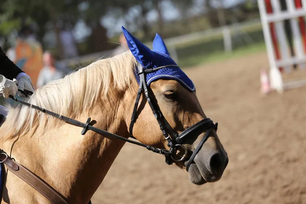 Esporte Cavalo Closeup Competição Dressage Fundo Desportivo Equestre — Fotografia de Stock