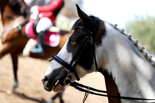 Nahaufnahme Von Sportpferden Dressurwettbewerb Hintergrund Pferdesport — Stockfoto