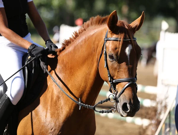 Primer Plano Del Caballo Deportivo Competición Doma Fondo Deporte Ecuestre — Foto de Stock