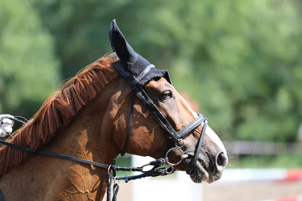 Sport Cheval Gros Plan Sur Compétition Dressage Fond Sportif Équestre — Photo