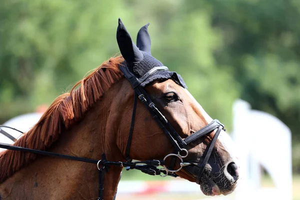 Αθλητισμός Closeup Άλογο Ιππικής Δεξιοτεχνίας Ανταγωνισμού Ιππικό Άθλημα Φόντο — Φωτογραφία Αρχείου