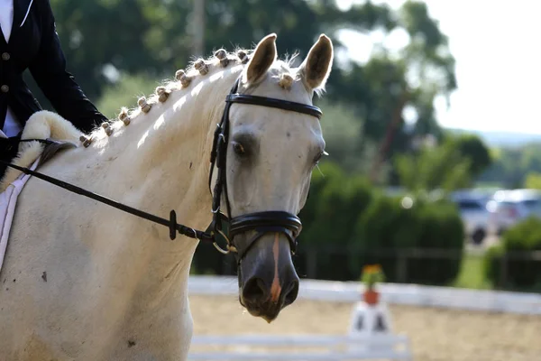 Nahaufnahme Von Sportpferden Dressurwettbewerb Hintergrund Pferdesport — Stockfoto