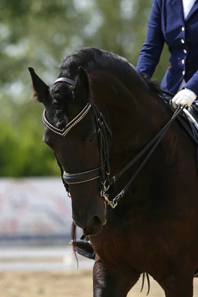 Primer Plano Del Caballo Deportivo Competición Doma Fondo Deporte Ecuestre — Foto de Stock