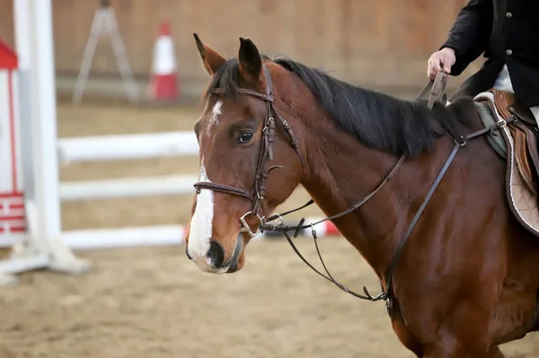 Zbliżenie Koni Sport Konkurencji Ujeżdżenia Tło Jeździectwo — Zdjęcie stockowe