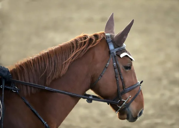 Primer Plano Del Caballo Deportivo Competición Doma Fondo Deporte Ecuestre —  Fotos de Stock