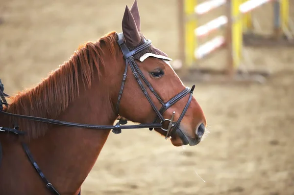 Primer Plano Del Caballo Deportivo Competición Doma Fondo Deporte Ecuestre —  Fotos de Stock