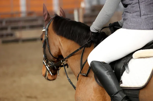 Sport Häst Närbild Dressyr Tävling Hästsporten Bakgrund — Stockfoto