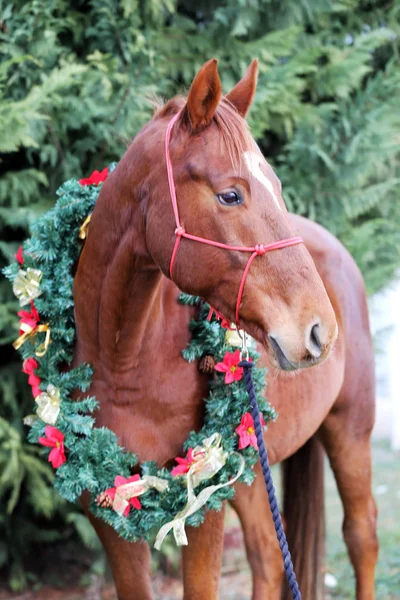 Retrato Caballo Con Hermosas Decoraciones Guirnalda Navidad — Foto de Stock