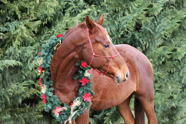 马的肖像穿着美丽的圣诞花环装饰 — 图库照片