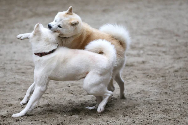 Японський Акіта Іну Собаки Грають Пісок — стокове фото