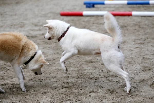 Dua Akita Anjing Dewasa Bermain Dan Menari Pasir — Stok Foto